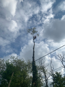 Photo de galerie - Démontage d’un peuplier à côté d’un garage et des fils électrique 