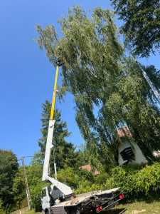 Photo de galerie - Elagage et coupe d'arbres