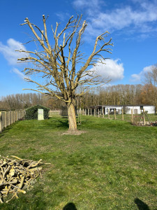 Photo de galerie - Elagage d’un saule sur la commune de clery st André 