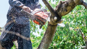 Photo de galerie - élagage d'arbres 