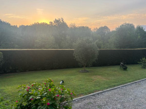 Photo de galerie - Taille de cyprès 