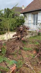 Photo de galerie - Elagage et coupe d'arbres