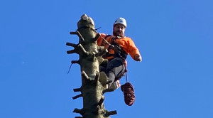 Photo de galerie - Elagage et coupe d'arbres