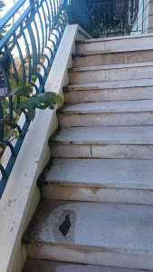 Photo de galerie - Nettoyage extérieur, escalier et devant de porte carrelé 
