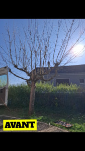 Photo de galerie - Elagage et coupe d'arbres