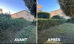 Photo de galerie - Taille de laurier rose 