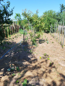 Photo de galerie - Jardinier