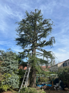 Photo de galerie - Elagage et coupe d'arbres