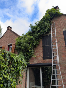 Photo de galerie - Retrait de lierre sur façade avant 