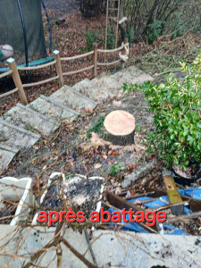 Photo de galerie - Après abattage 