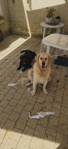 Photo de galerie - Deux pensionnaires adorables avec Upso (1 an) à gauche et Olaf à droite (4 ans). Ces gros nounours ne manquent pas d'affection et ne pensent qu'à 2 choses : câlins => jouer => câlins => jouer.
hâte de les retrouver.