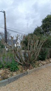 Photo de galerie - Elagage et coupe d'arbres