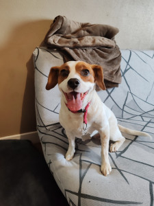 Photo de galerie - Nala garde d'un weekend 