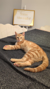 Photo de galerie - La cause animal 