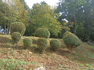 Photo de galerie - Taille d'arbustes sur talus