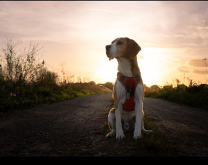 Photo de galerie - Photographie de mon chien