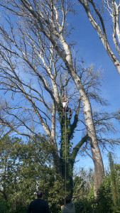 Photo de galerie - Abbatage, par démontage 