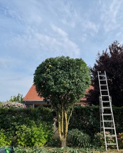 Photo de galerie - Elagage et coupe d'arbres