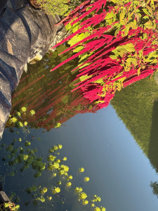 Photo de galerie - Bassin d'extérieur