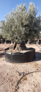 Photo de galerie - Tonte de pelouse - Débroussaillage