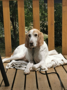 Photo de galerie - Nous pouvons s'occuper de votre chien. Nous avons un porcelaine de 8 ans, Merlin. Nous habitons en RDC d'une villa avec terrasse. Campagne autour de la maison pour garantir les promenades. 