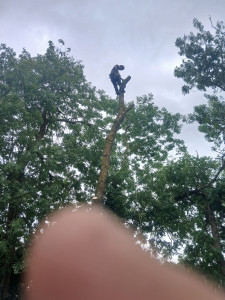 Photo de galerie - Un collègue qui bosse temp en temp avc moi entrain de elaguer un arbre et les abattre 