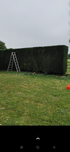 Photo de galerie -  haie de leylandii (cyprès de leyland )
