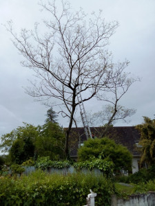 Photo de galerie - Elagage et coupe d'arbres