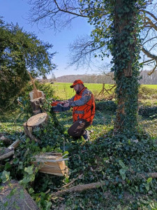 Photo de galerie - Elagage et coupe d'arbres