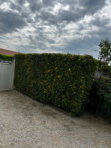 Photo de galerie - Taille de laurier, chez un client