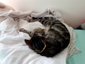 Photo de galerie - Garde chat