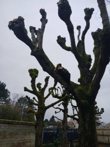 Photo de galerie - Arbres élaguer chez un particulier avc le matériel nécessaire 