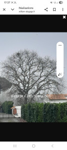 Photo de galerie - Elagage et coupe d'arbres