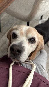 Photo de galerie - Garde de toutou beagle âgé de 17 ans :) 