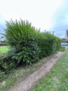 Photo de galerie - Taille de haies et d'arbustes