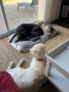 Photo de galerie - Bonjour j’ai des chiens , chats, chevaux, je suis disponible pour venir vous garder et choyer vos animaux si besoin.