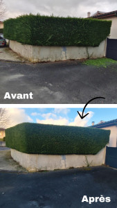Photo de galerie - Taille de haie