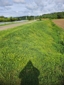 Photo de galerie - Tonte de pelouse - Débroussaillage