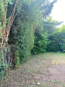 Photo de galerie - Taille de haies et d'arbustes