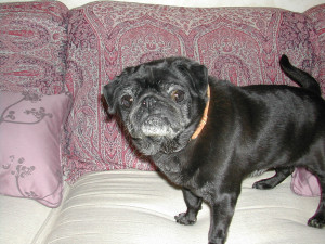 Photo de galerie - Garde d'une femelle Carlin Léa