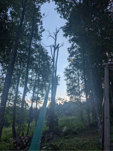 Photo de galerie - Elagage et coupe d'arbres