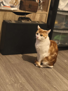 Photo de galerie - J'ai déjà gardé quelques chat 