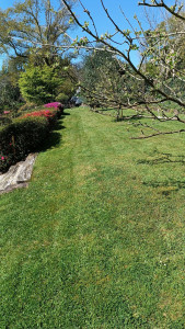 Photo de galerie - Tonte pelouse 