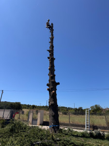 Photo de galerie - Abattage d’un cèdre 