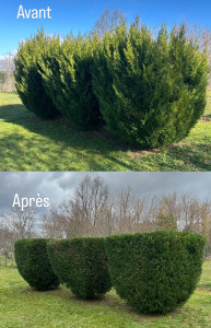 Photo de galerie - Taille de haie 