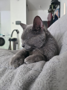 Photo de galerie - Garde chat Senior