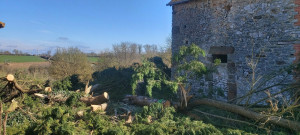 Photo de galerie - Elagage et coupe d'arbres