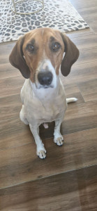 Photo de galerie - Adorable Beagle 