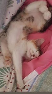 Photo de galerie - Garde chaton de 1 an