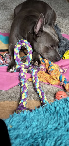 Photo de galerie - Chienne de 2ans (staff croisé bouledogue français)